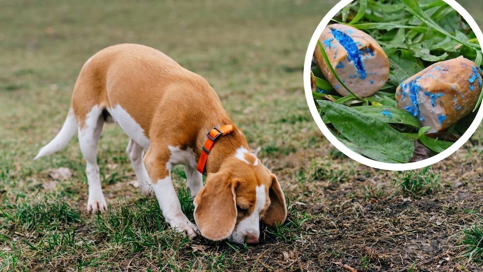 Collage aus Beagle, der am Boden schnuppert und Giftköder in Wurst (Kreis)