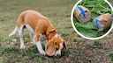 Collage aus Beagle, der am Boden schnuppert und Giftköder in Wurst (Kreis)