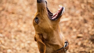Hund bellt