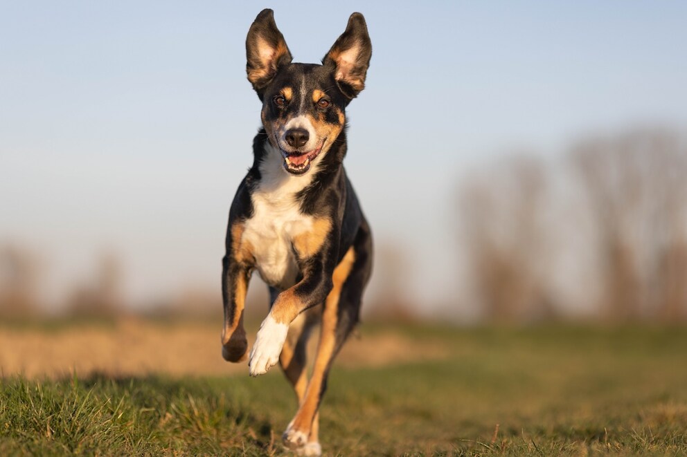 Vom Bauernhof in die Familie – das macht den Appenzeller Sennenhund aus