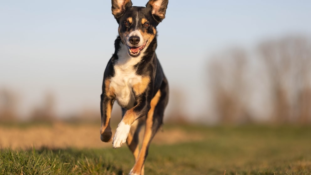 Appenzeller Sennenhund rennt im Park
