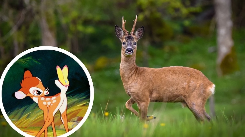 Ist hier ein Reh oder ein Hirsch zu sehen? PETBOOK erklärt den Unterschied.