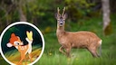 Ist hier ein Reh oder ein Hirsch zu sehen? PETBOOK erklärt den Unterschied.