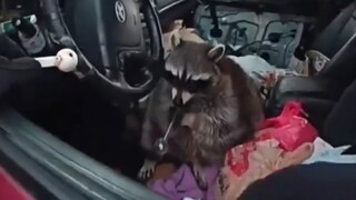 Mit diesem Fund hätte die Polizei sicher nicht mal im Traum gerechnet.