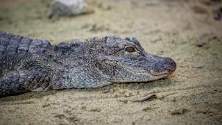 China-Alligator (Alligator sinensis)