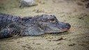 China-Alligator (Alligator sinensis)