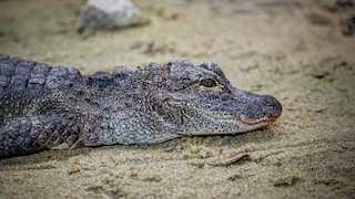 China-Alligator (Alligator sinensis)