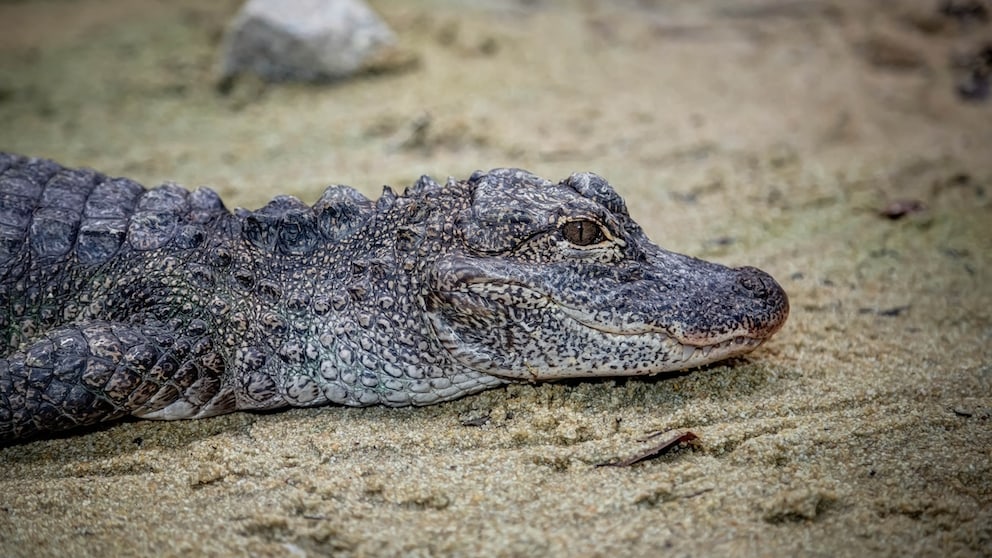 China-Alligator (Alligator sinensis)