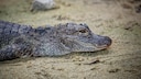 China-Alligator (Alligator sinensis)