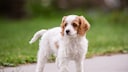 Cockapoo