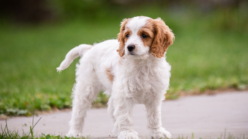 Cockapoo