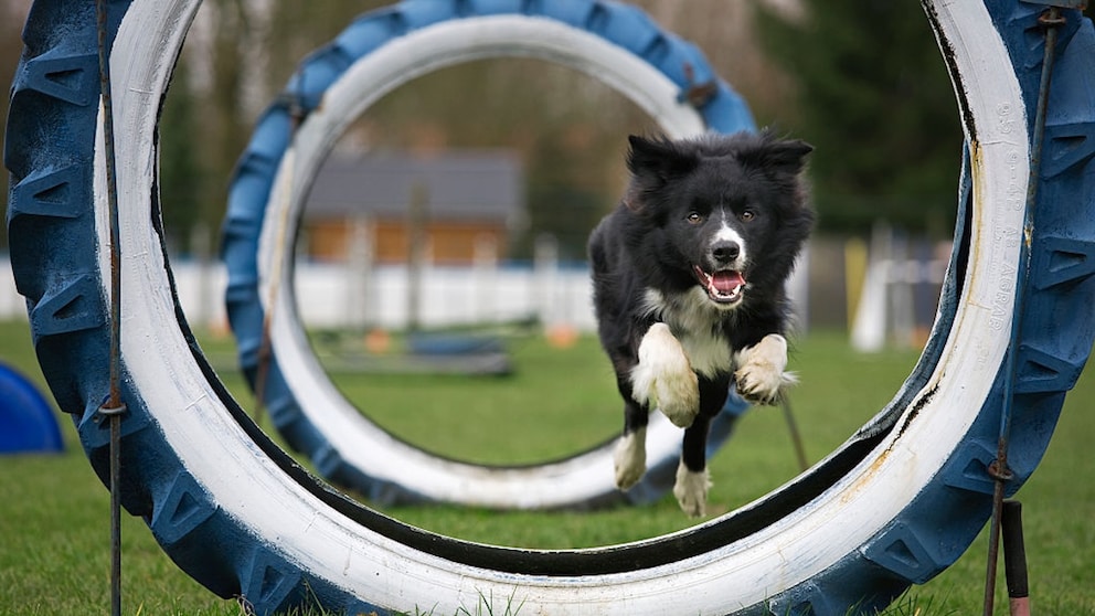 Crossdogging