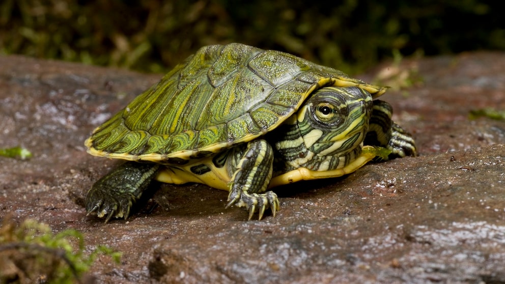 Cumberland-Schmuckschildkröte auf einem Stein