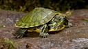 Cumberland-Schmuckschildkröte auf einem Stein