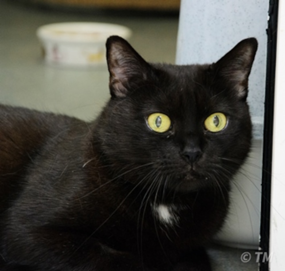 Katzen-Oma Diva leidet an Diabetis und muss täglich Insulin verabreicht bekommen