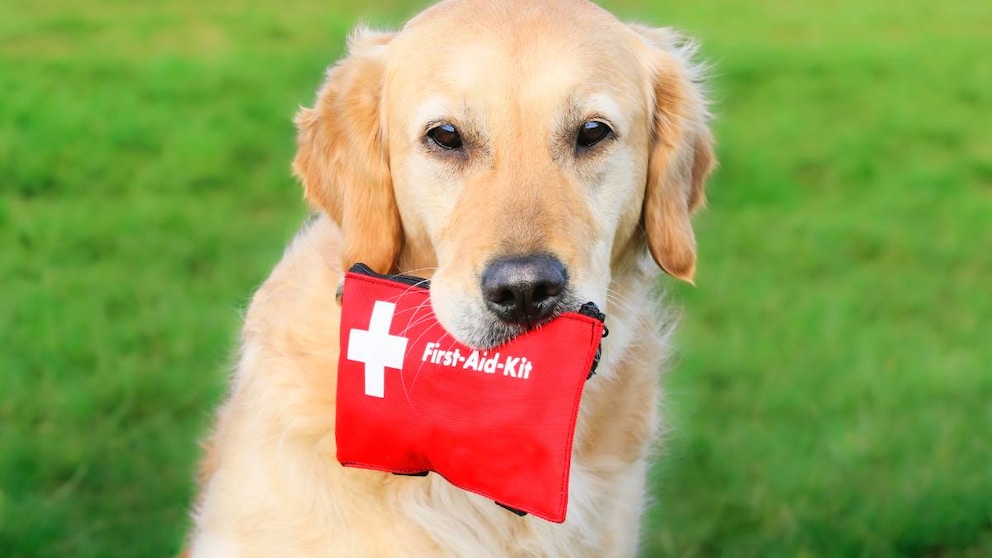 Erste Hilfe Hund