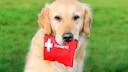 Erste Hilfe Hund