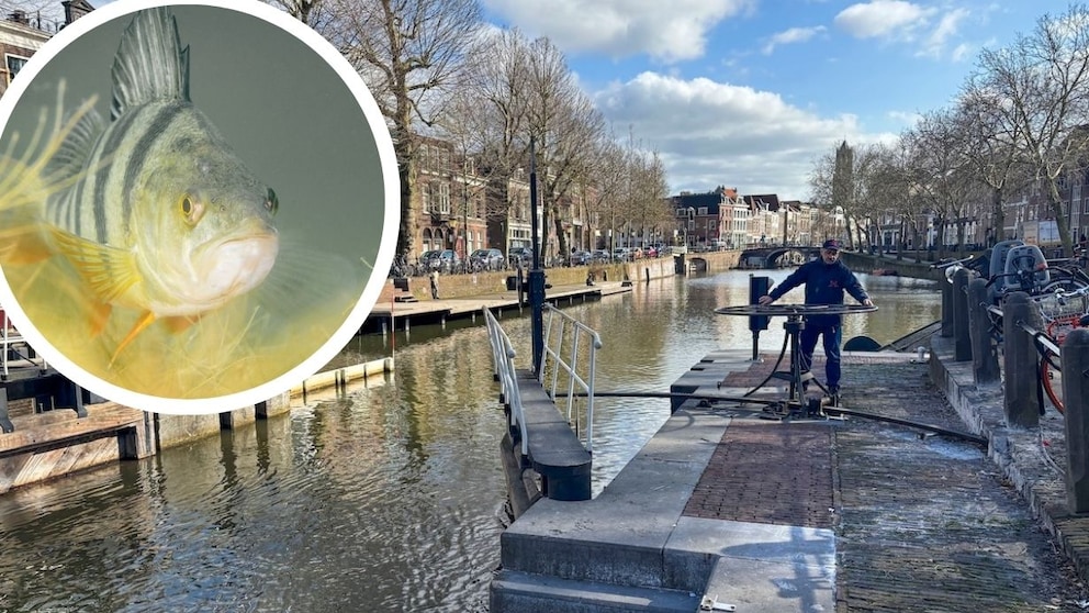 Fischklingel in Utrecht