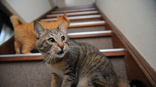 Katze sitzt auf der Trepee und flehmt