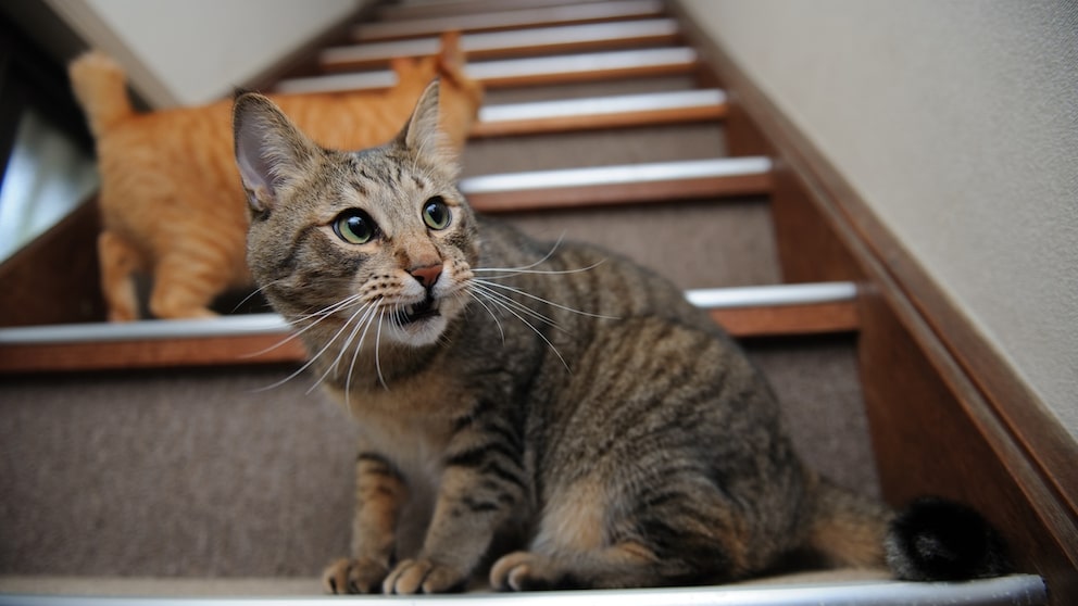 Katze sitzt auf der Trepee und flehmt