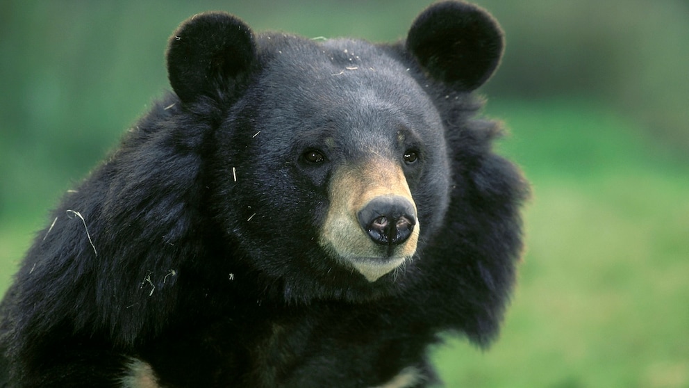 Krägenbär in der Natur