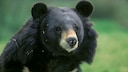 Krägenbär in der Natur