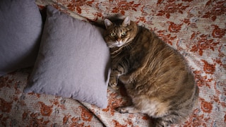 Die Zahl der krankhaft fettleibigen Katzen steigt weltweit an. Starkes Übergewicht kann Auslöser für viele Krankheiten sein. In Kanada gibt es jetzt sogar eine Abnehmklinik für Katzen