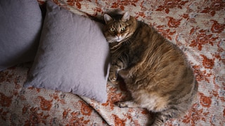 Die Zahl der krankhaft fettleibigen Katzen steigt weltweit an. Starkes Übergewicht kann Auslöser für viele Krankheiten sein. In Kanada gibt es jetzt sogar eine Abnehmklinik für Katzen