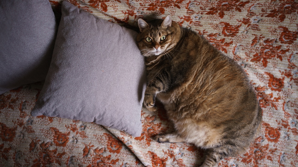 Die Zahl der krankhaft fettleibigen Katzen steigt weltweit an. Starkes Übergewicht kann Auslöser für viele Krankheiten sein. In Kanada gibt es jetzt sogar eine Abnehmklinik für Katzen