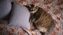 Die Zahl der krankhaft fettleibigen Katzen steigt weltweit an. Starkes Übergewicht kann Auslöser für viele Krankheiten sein. In Kanada gibt es jetzt sogar eine Abnehmklinik für Katzen