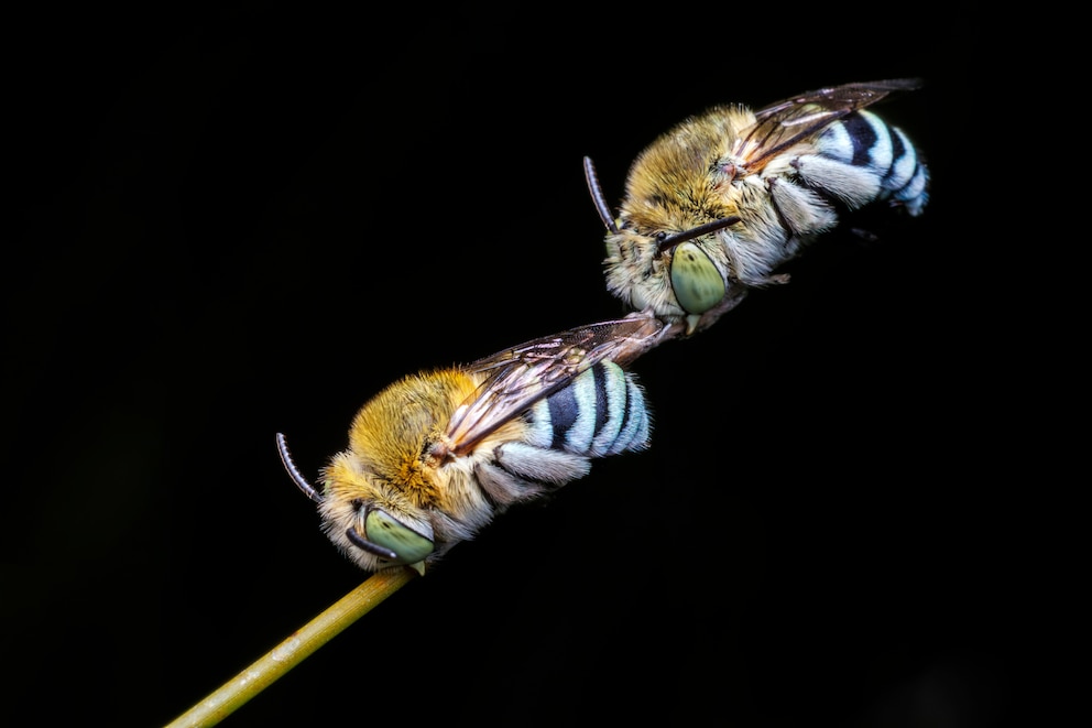 Blaugebänderten Pelzbiene (Amegilla cingulata) beim Schlafen