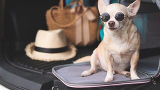 Chihuahua mit Sonnenbrille in geöffneterTransportbox