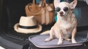 Chihuahua mit Sonnenbrille in geöffneterTransportbox