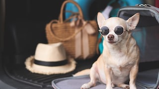 Chihuahua mit Sonnenbrille in geöffneterTransportbox