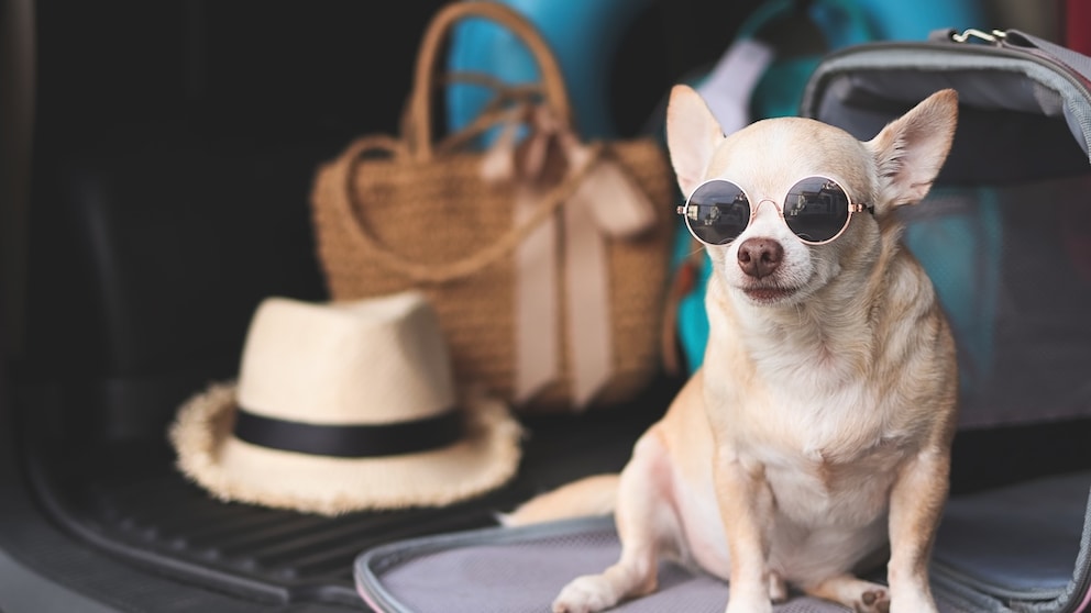 Chihuahua mit Sonnenbrille in geöffneterTransportbox