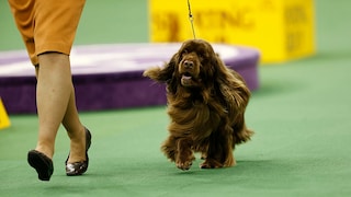 Der Sussex Spaniel ist ein echter Geheimtipp für Menschen, die einen anhänglichen, freundlichen und zugleich ausdauernden Begleiter suchen.