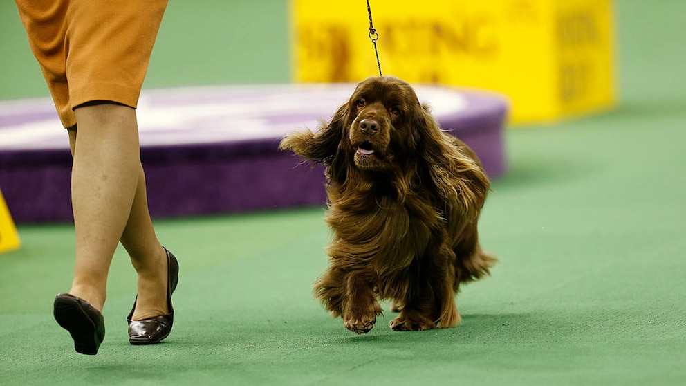Der Sussex Spaniel ist ein echter Geheimtipp für Menschen, die einen anhänglichen, freundlichen und zugleich ausdauernden Begleiter suchen.
