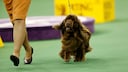 Der Sussex Spaniel ist ein echter Geheimtipp für Menschen, die einen anhänglichen, freundlichen und zugleich ausdauernden Begleiter suchen.