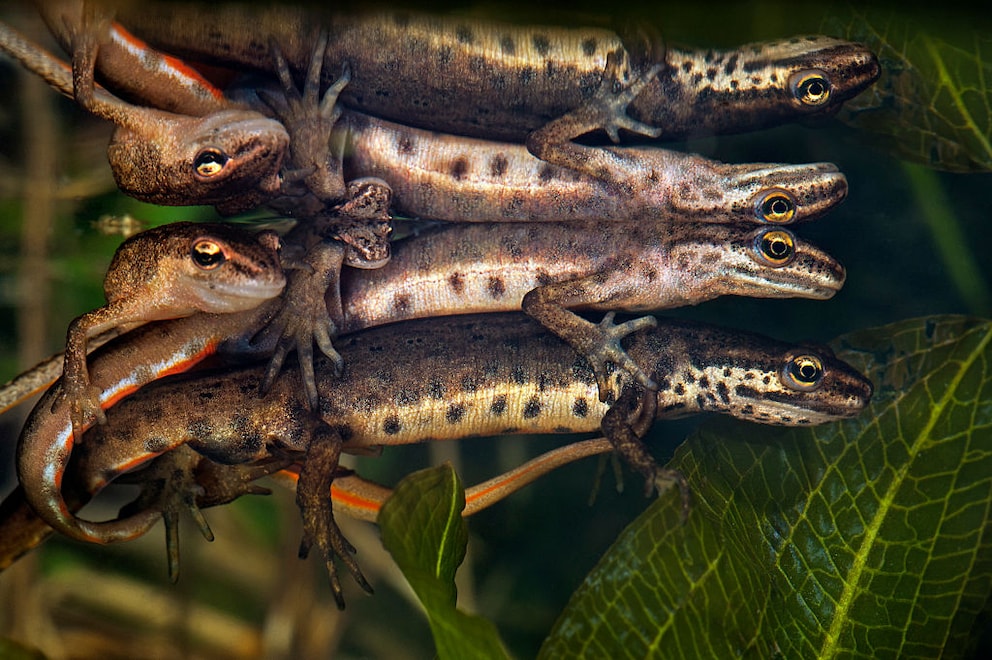 Was steckt hinter der Bezeichnung „Lustmolch“? Amphibienexperte klärt auf