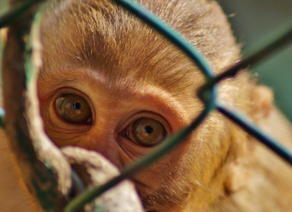 Facebook-Konzern Meta wegen Tierquälerei-Skandal in der Kritik