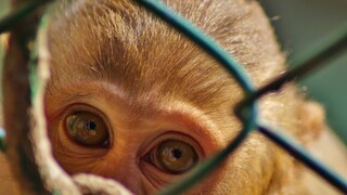 Der Facebook-Mutterkonzern Meta steht in der Kritik, da er laut Tierschützern nicht genug unternimmt, um Tierleid auf seiner Plattform zu unterbinden.