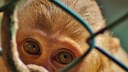 Der Facebook-Mutterkonzern Meta steht in der Kritik, da er laut Tierschützern nicht genug unternimmt, um Tierleid auf seiner Plattform zu unterbinden.