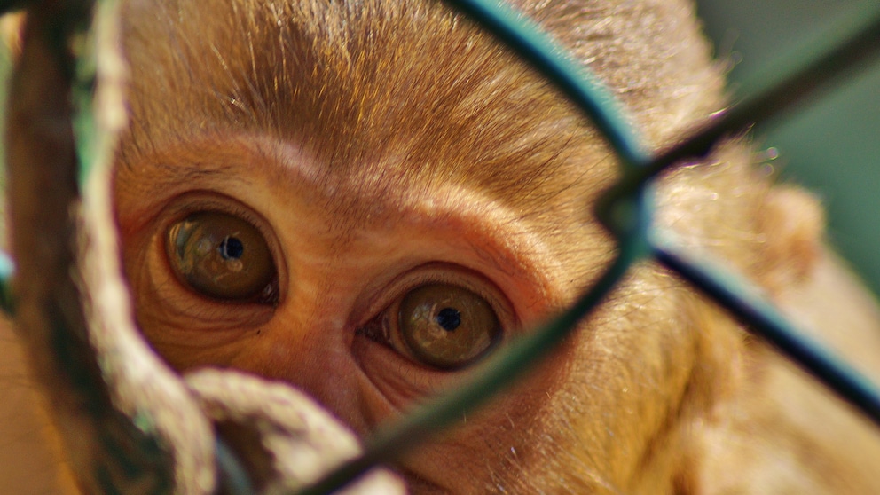 Der Facebook-Mutterkonzern Meta steht in der Kritik, da er laut Tierschützern nicht genug unternimmt, um Tierleid auf seiner Plattform zu unterbinden.