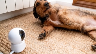Hund auf dem Boden und nebendran eine Haustierkamera