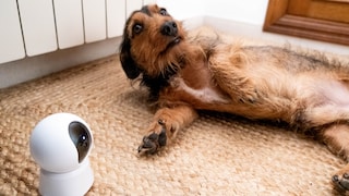 Hund auf dem Boden und nebendran eine Haustierkamera