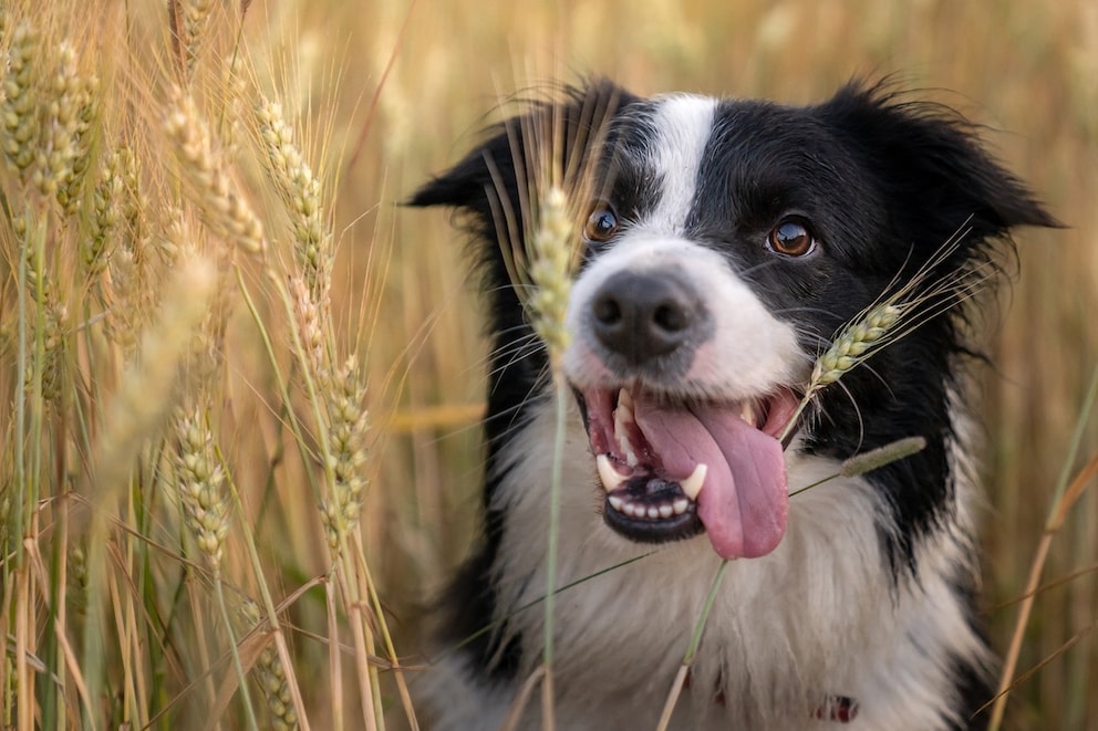 Gräser-Grannen können die Organe von Hunden durchbohren