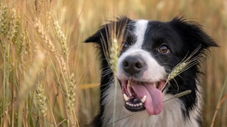 Fröhlicher Bordercollie in Roggenfeld