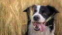 Fröhlicher Bordercollie in Roggenfeld