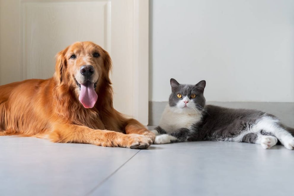 Hund oder Katze – wer ist intelligenter?