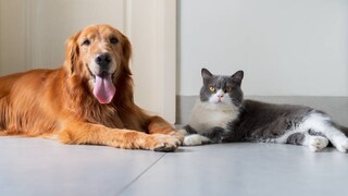 Hund oder Katze intelligent